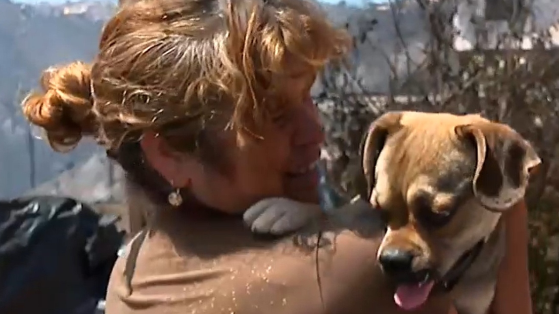 Familia se reencuentra con su perro perdido en incendio de Viña del Mar