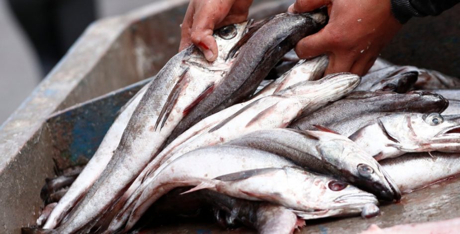 Semana Santa Seremi De Salud Decomisa Casi Kilos De Pescado Tras