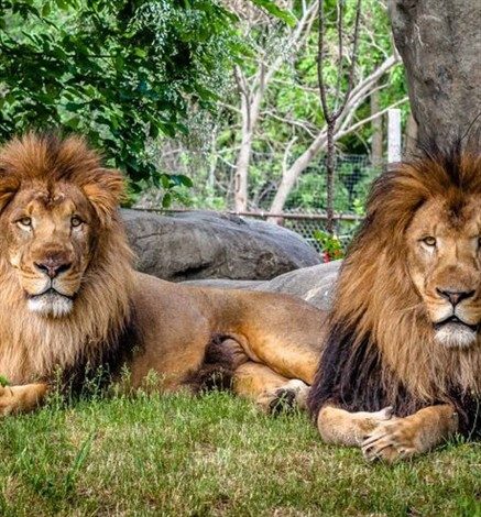 Dos leones fueron sacrificados al atacar a un hombre en el zoológico  metropolitano