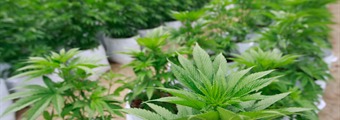 Comisión de Salud de la Cámara aprobó despenalización del autocultivo de marihuana