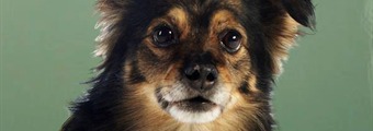Falleció el famoso perro de Lipigas