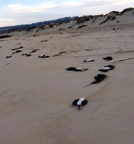 Un centenar de cormoranes fueron encontrados muertos en playas de la zona central