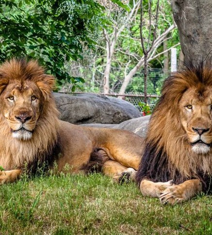 Top 98+ imagen leones zoologico metropolitano