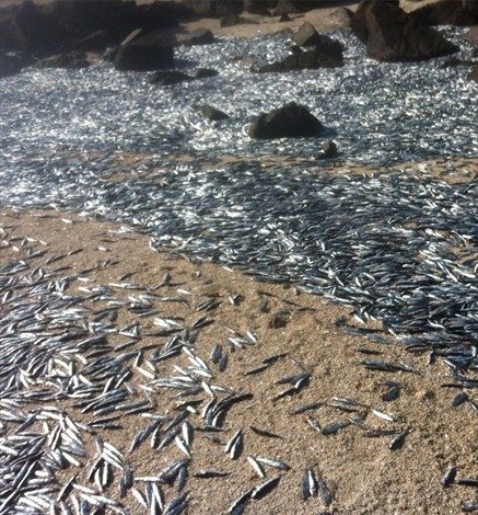 Masiva varazón de anchovetas en playa de Chañaral preocupa a Sernapesca Atacama