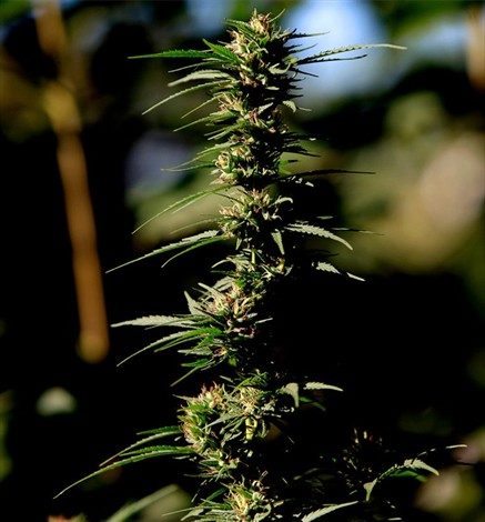 Así ha funcionado la legalización de la marihuana a tres años de su aprobación en Uruguay