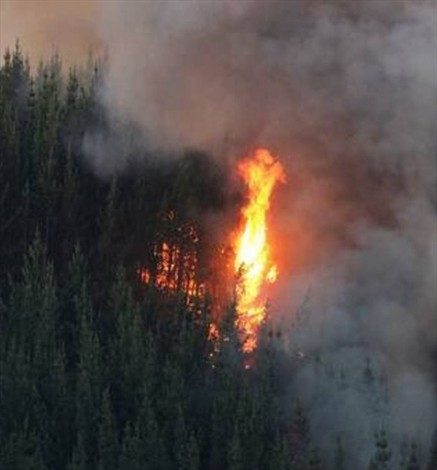 Valdivia bajo alerta roja por incendio forestal que amenaza viviendas