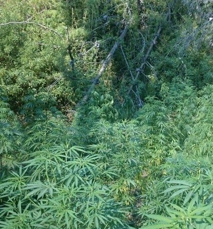 Encuentran más de 2 mil plantas de marihuana en medio de incendios cerca de Constitución