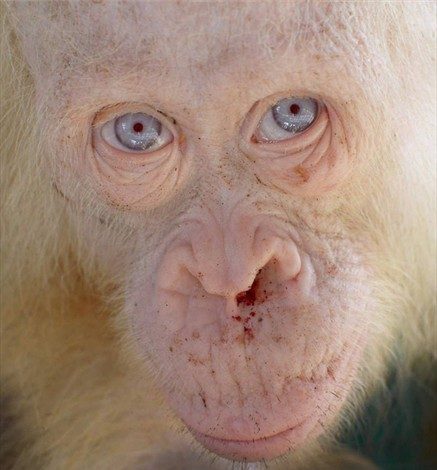 Protectora de animales rescata a una orangutana albina que vivía en una caja