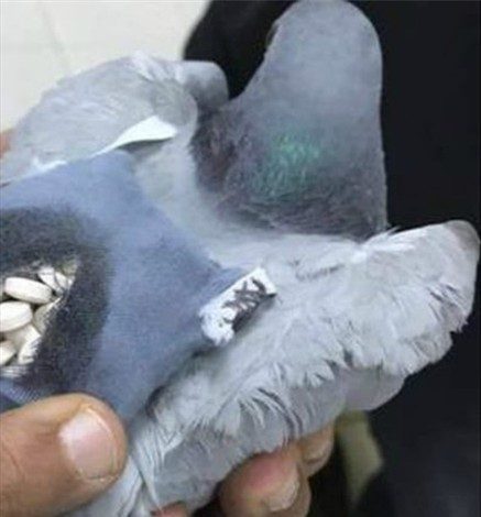 Paloma mensajera fue capturada mientras llevaba cargamento de drogas Paloma mensajera fue capturada mientras llevaba cargamento de drogas