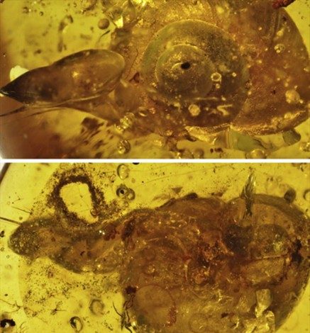 Hallan un caracol atrapado vivo en ámbar hace más de 99 millones de años