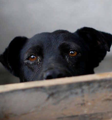 Uno de cada tres perros en Chile presenta obesidad o sobrepeso