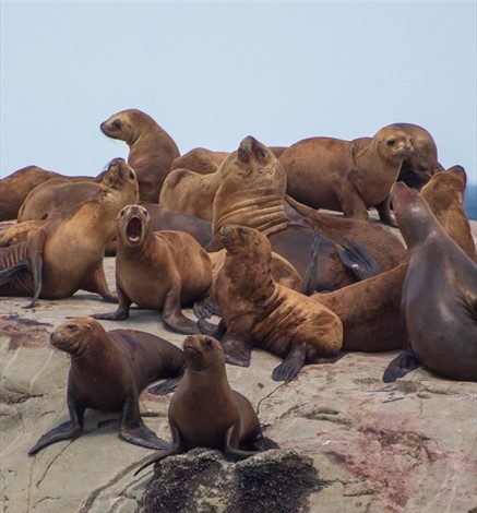 Denuncian en redes sociales que trabajadores de empresa en Melinka matan lobos  marinos con arpones