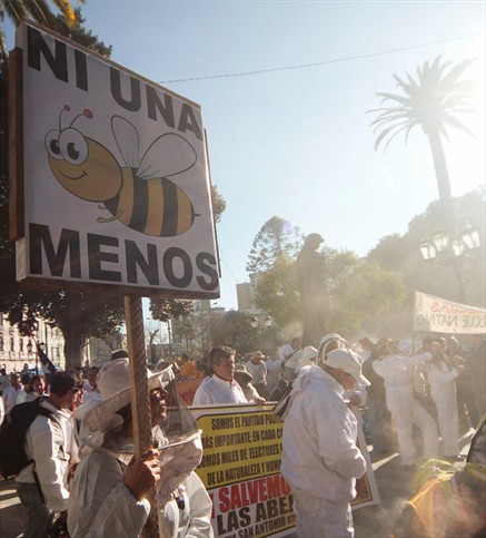 Sharon Rodríguez de Fraunhofer Chile: "En Chile existe un alto número de abejas nativas"