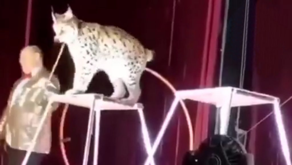 Lince de circo se abalanzó sobre su adiestrador y causó pánico entre los presentes