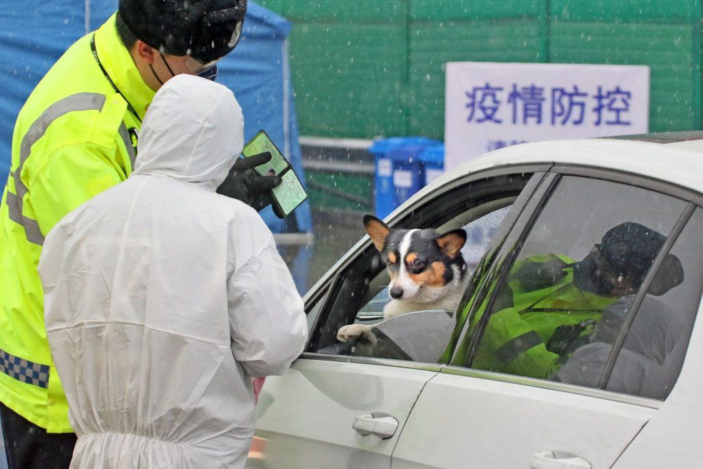 Hong Kong informó el primer caso positivo de coronavirus en un perro