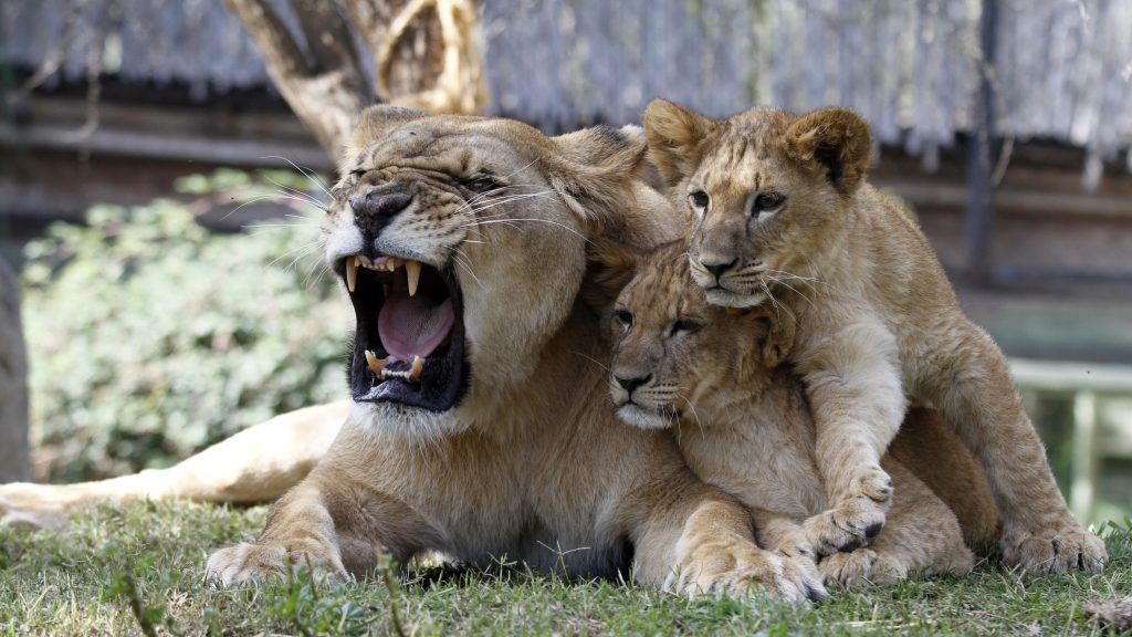 Reality zoo: webserie mostrará cómo viven la cuarentena los animales del Buin Zoo