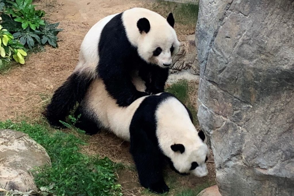 Tras una década pandas del zoológico de Hong Kong se aparearon de forma natural