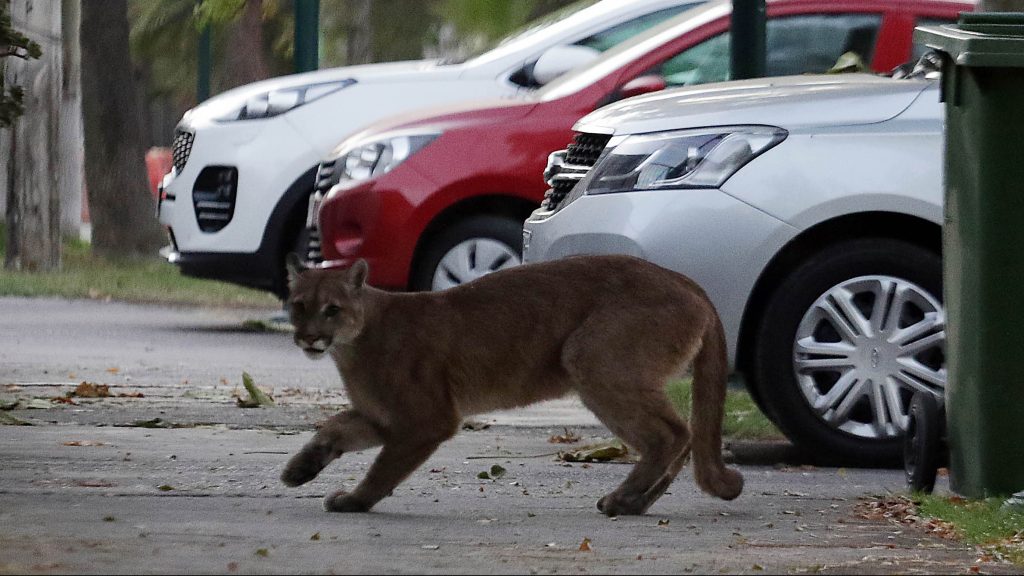 Capturaron a puma que deambulaba por el sector de Chicureo