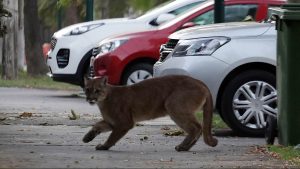 Capturaron a puma que deambulaba por el sector de Chicureo