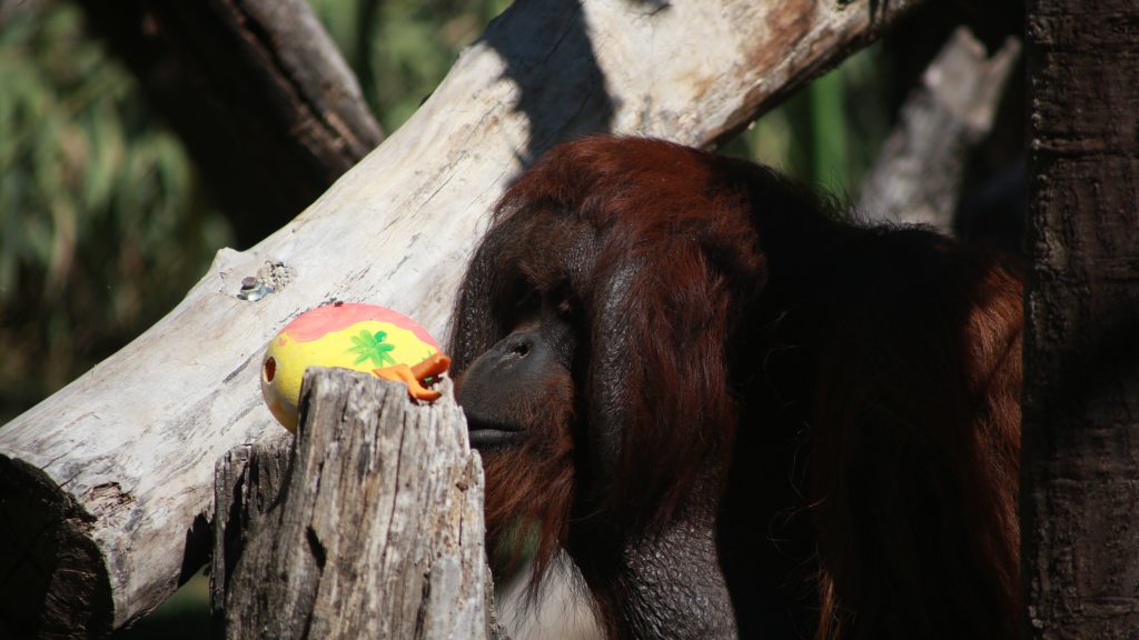 Animales del Buin Zoo recibieron sus huevos de Pascua en Semana Santa