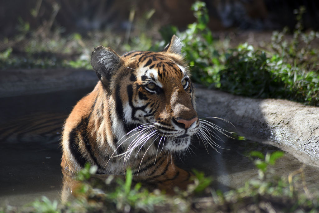 Un espécimen de tigre en cautiverio