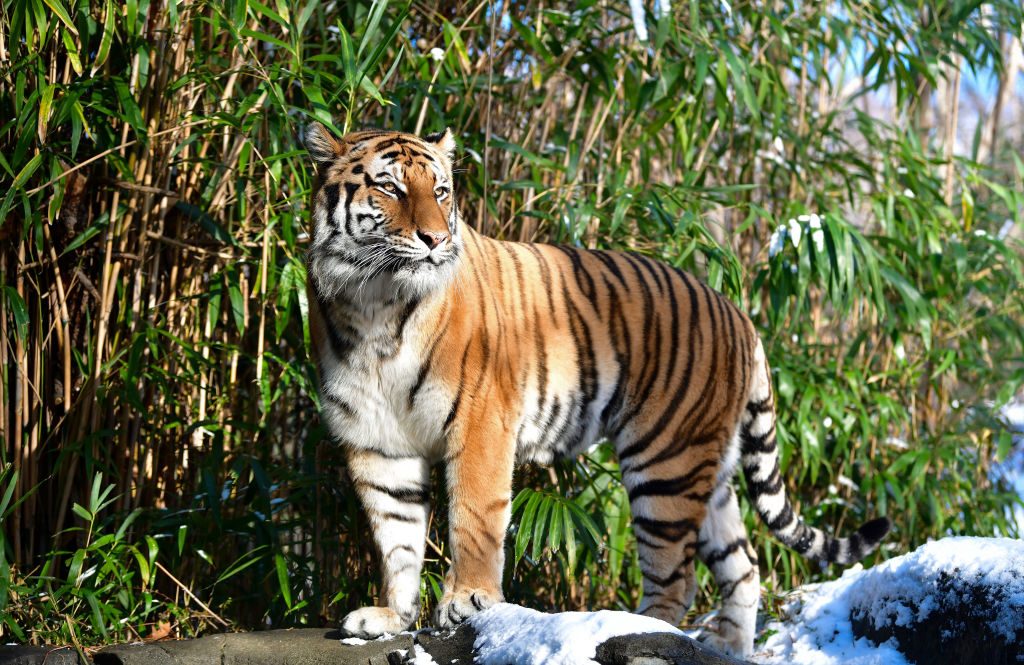 Un tigre de un zoológico de Nueva York se contagió de coronavirus