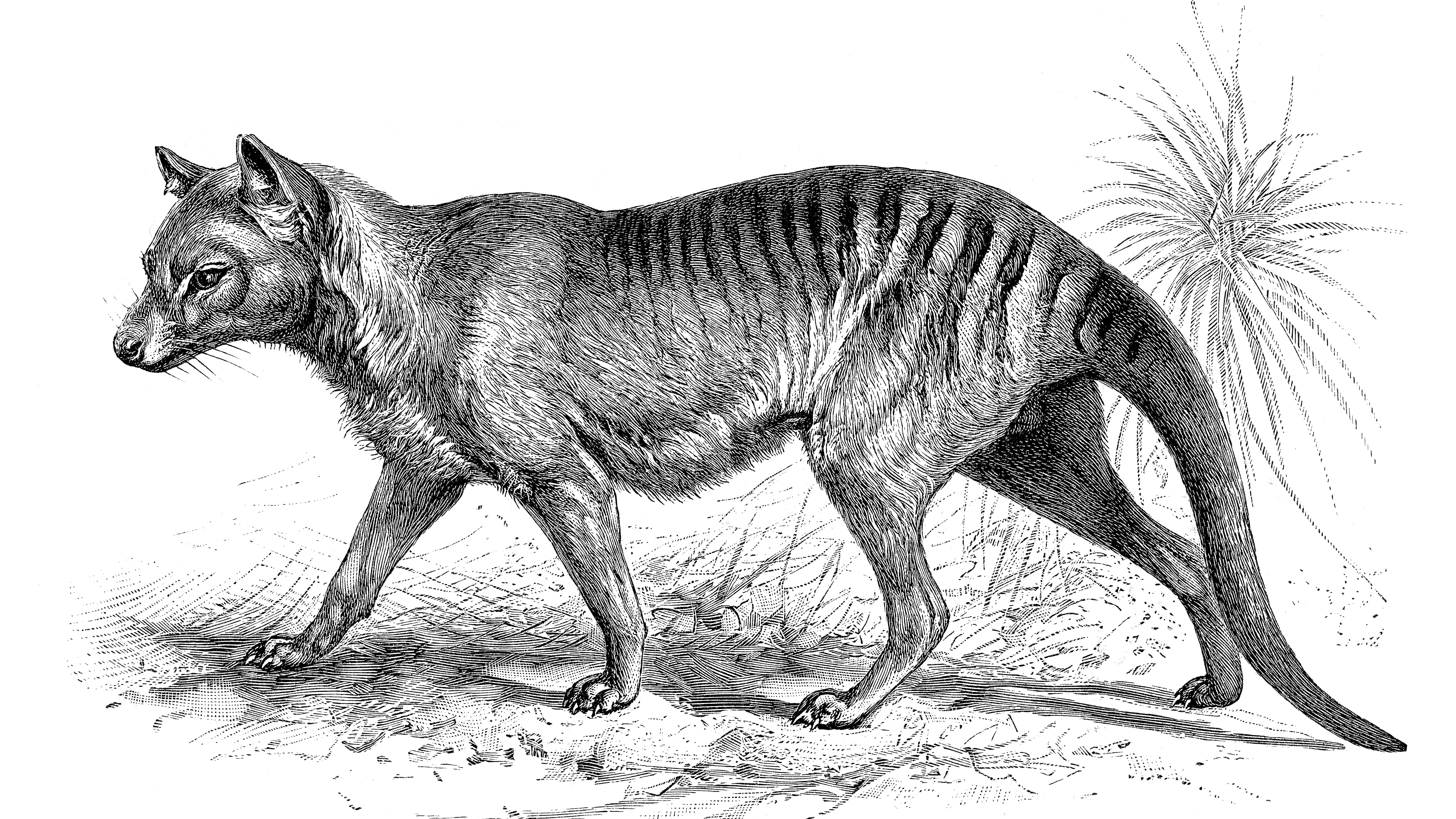 Вымершие животные картинки. Тасманский сумчатый волк. Тилацин сумчатый волк. Сумчатый волк в Австралии. Тасманийский волк (тилацин).
