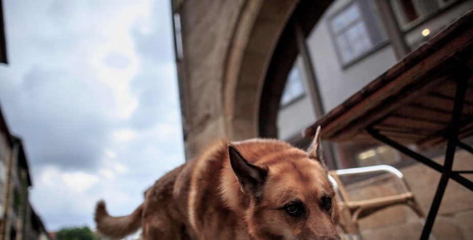 Perro esperó durante cuatro días a su dueño que se quitó la vida en puente