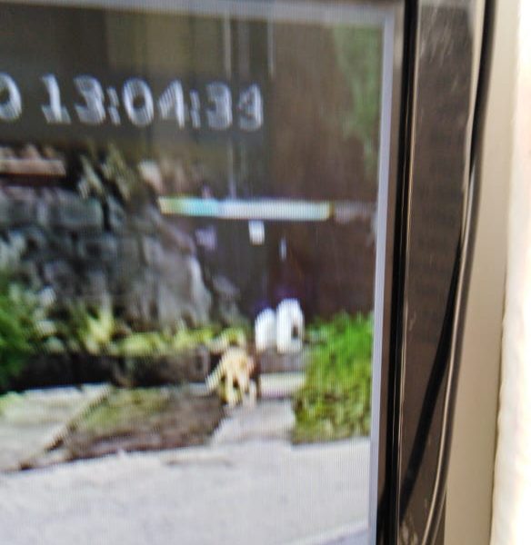 Puma en La Florida