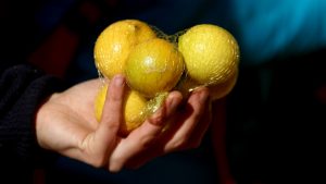 Productores de cítricos: Crisis en restaurantes y casinos causó fuerte baja en el precio del limón