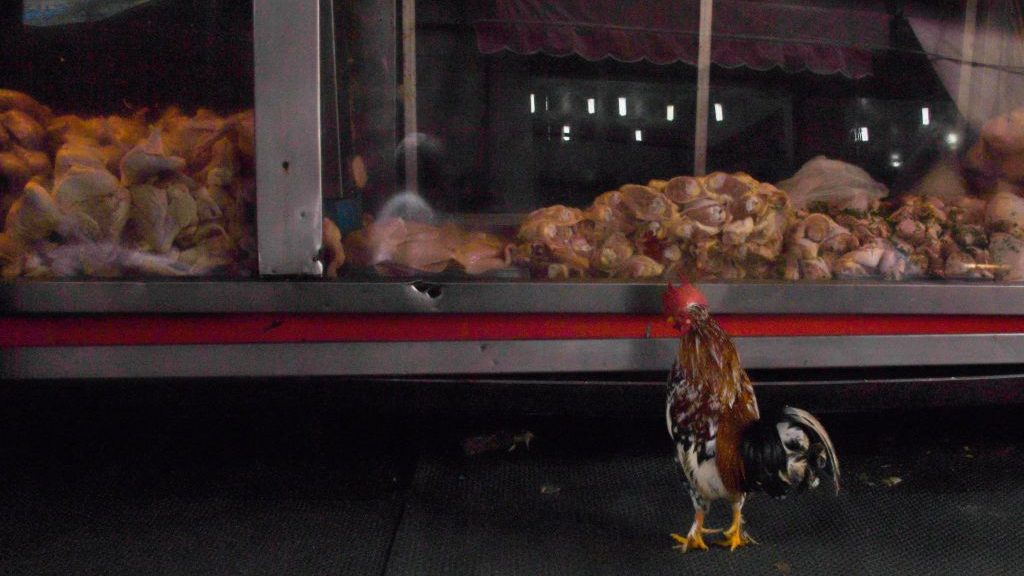 China detectó el coronavirus del Covid-19 en pollo congelado proveniente de Brasil