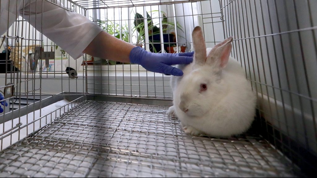 Colombia es el primer país de Sudamérica en prohibir las pruebas de cosméticos en animales