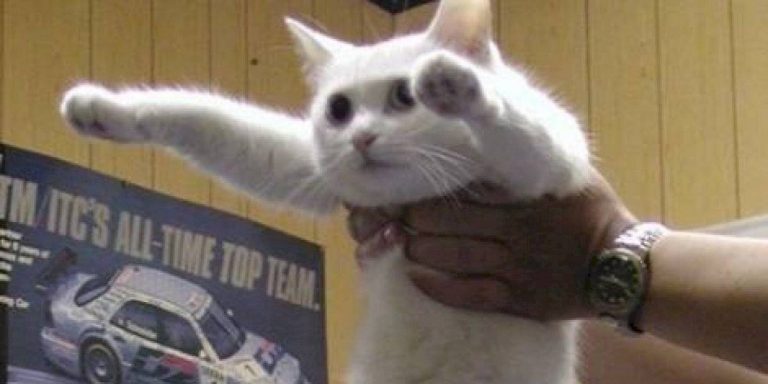 ¡Tristes noticias! Falleció Longcat, uno de los gatos más famosos de Internet