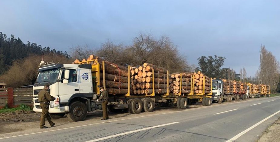 Carabineros de Arauco y Curanilahue descubrieron que seis camiones cargados con madera usaban guías de despacho falsas