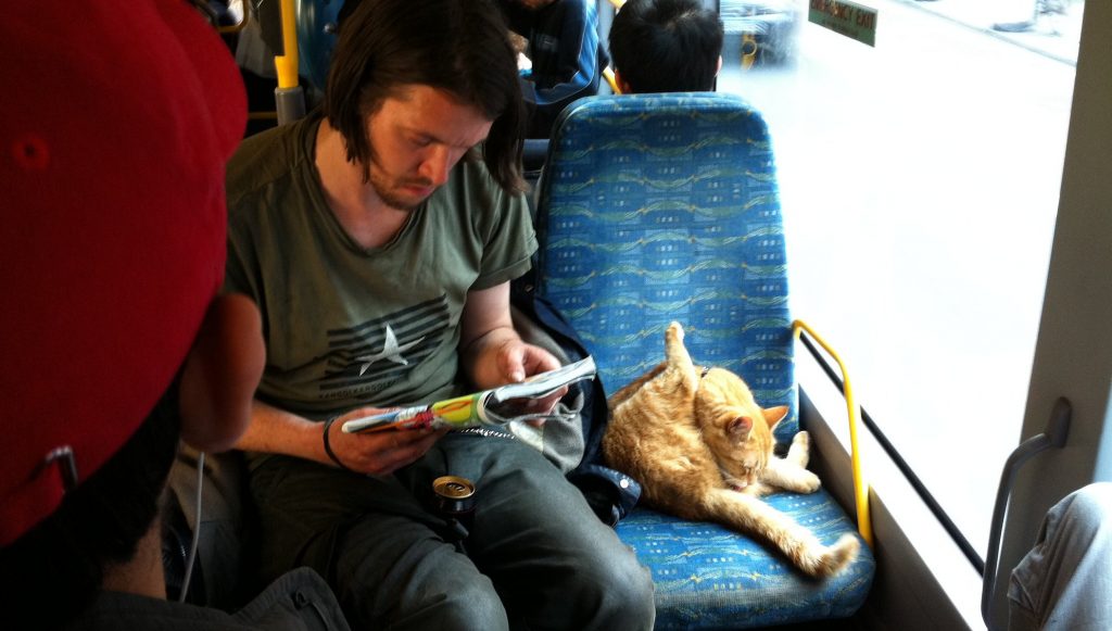 Ahora podrás viajar con tu mascota en bus interurbano: línea lanza servicio para que perros y gatos viajen en asientos