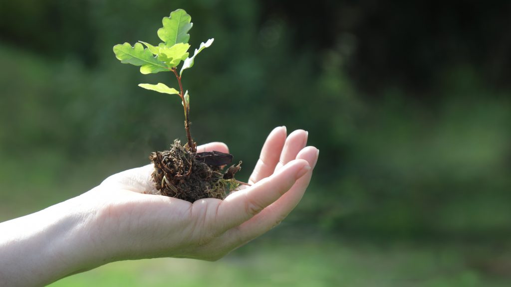 "Pulpa textil": El proyecto de Arauco que posicionará a la Región de Los Ríos en el centro de la innovación de la industria forestal