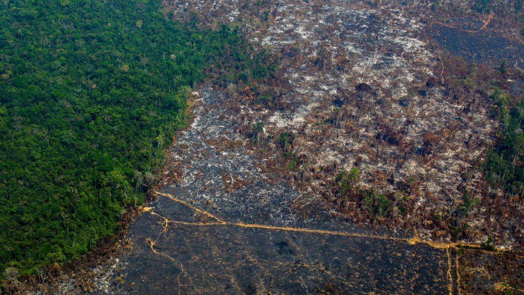 Deforestación en la Amazonia tuvo alza de 9,5% y alcanzó cifra récord en 12 años
