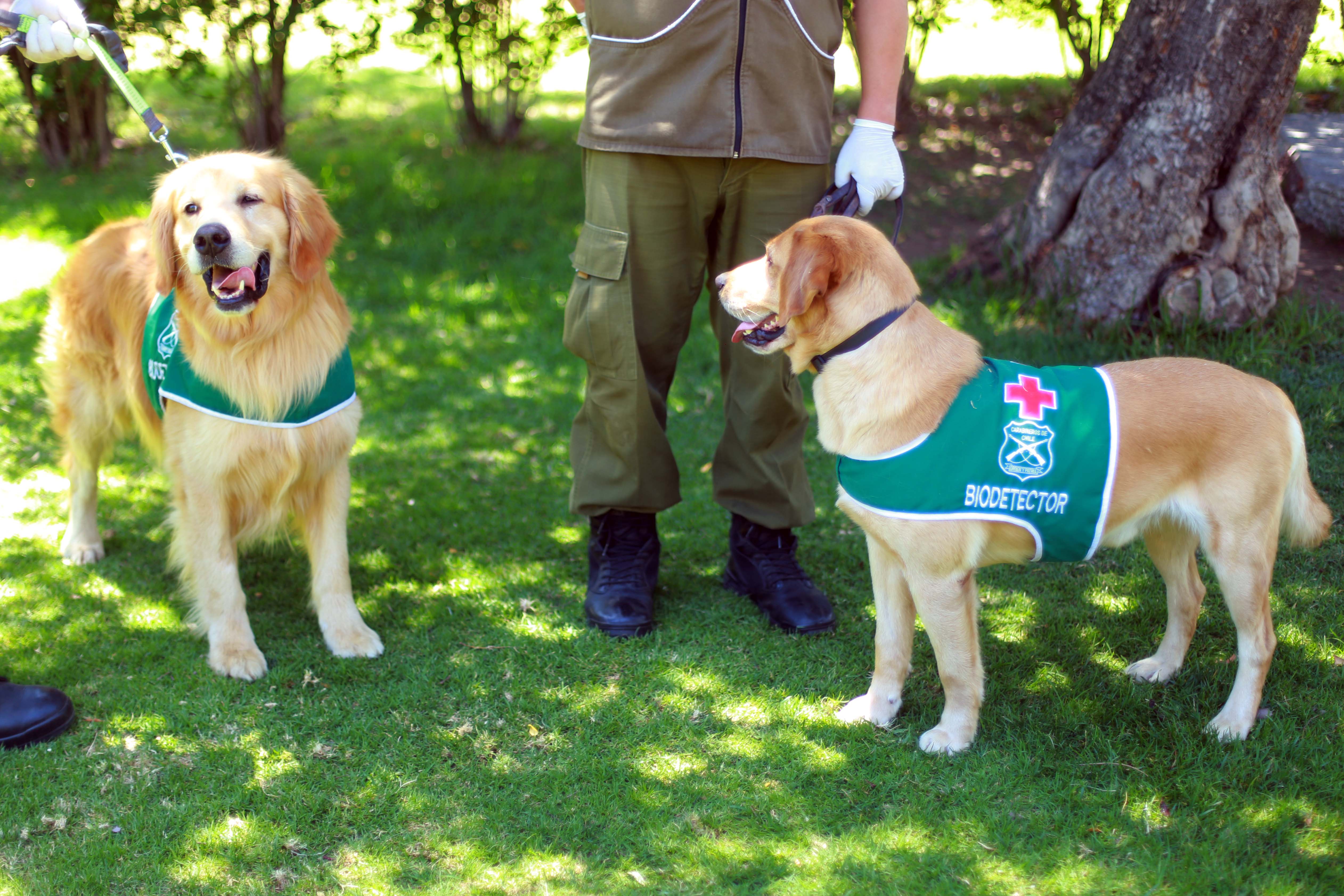 Perros biodetectores