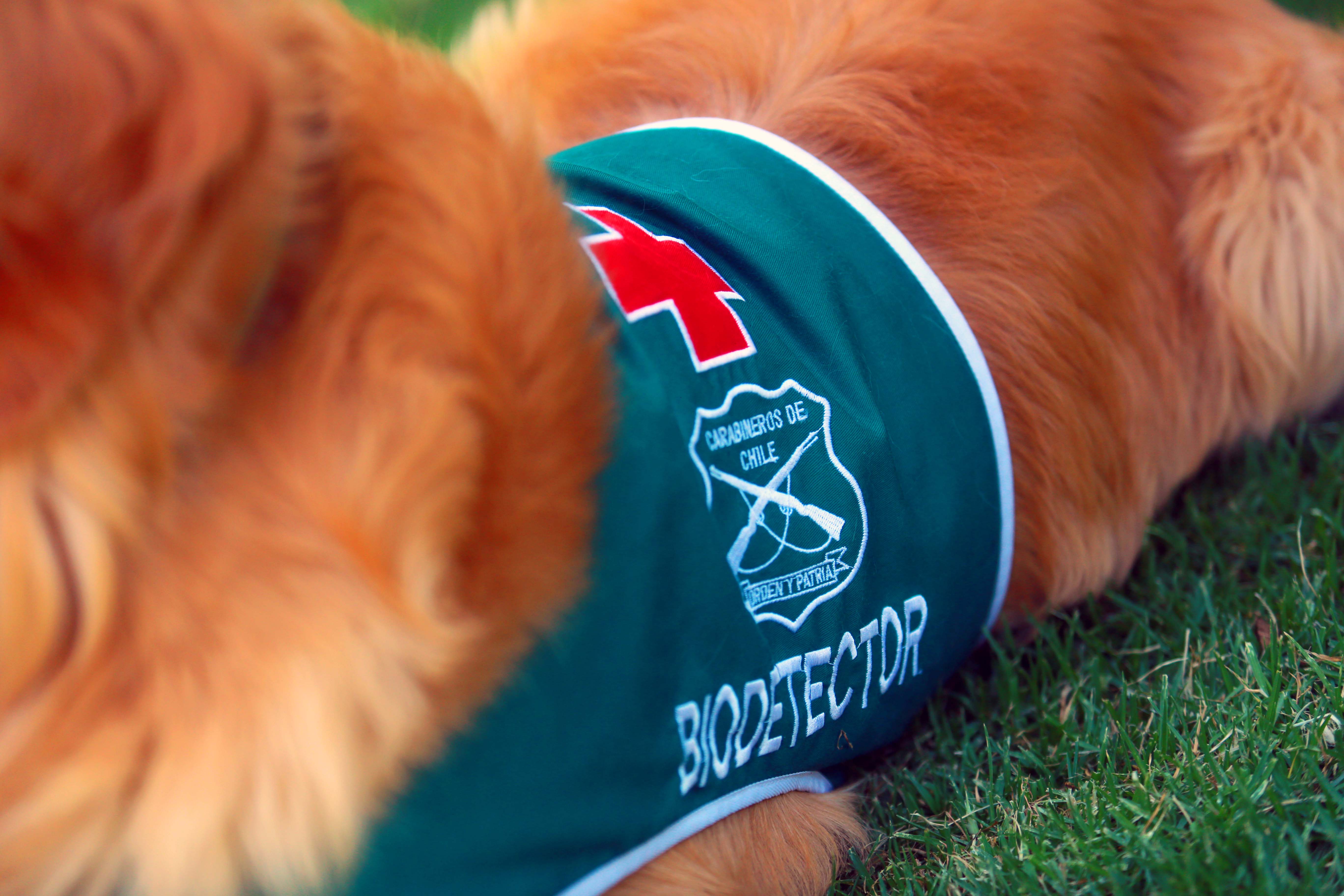 Perro biodetector