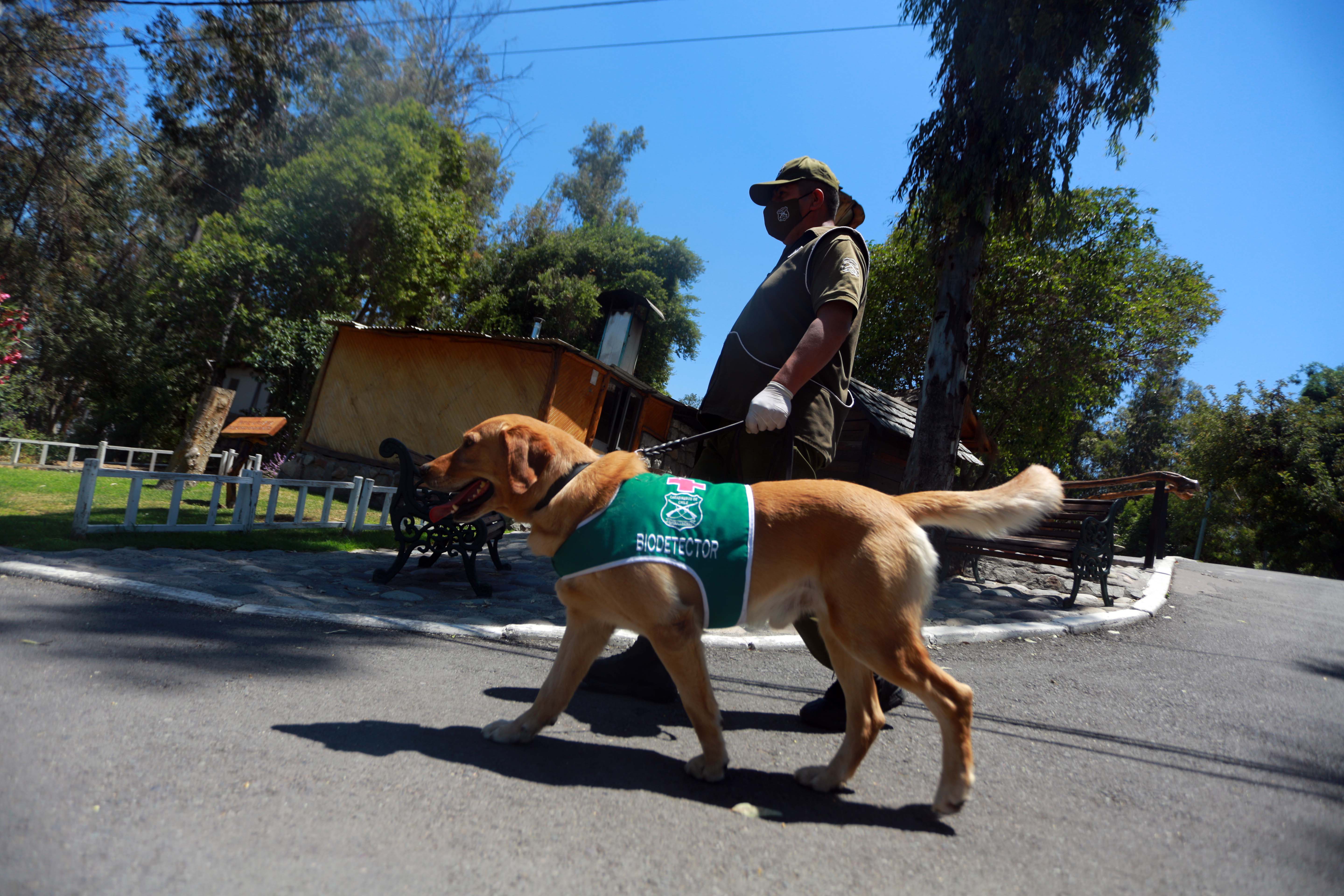 Perro biodetector