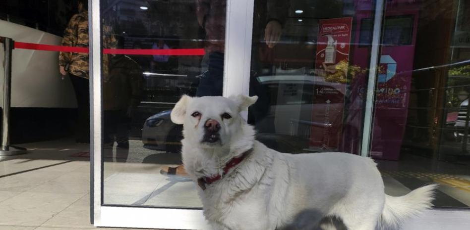 Boncuk y Semal: La historia de la perrita que esperó a su dueño fuera del hospital durante siete días