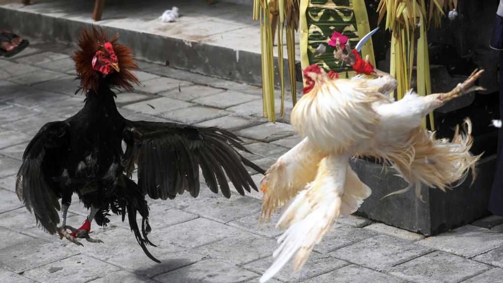 Gallo mata a su dueño de un cuchillazo durante pelea clandestina