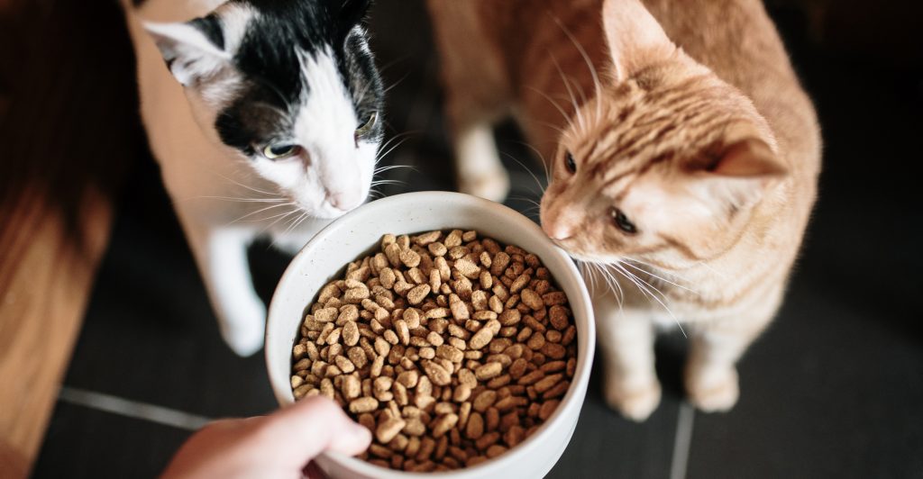 Veterinarios reportaron nuevos casos de efectos adversos provocados por alimentos para gatos y llamaron a denunciar