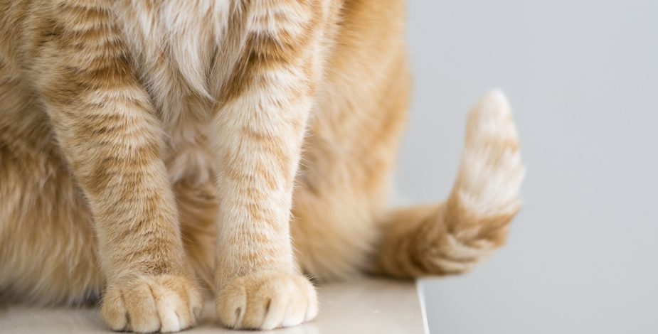 SAG inició investigación a empresa de alimentos para gatos tras denuncia en redes sociales