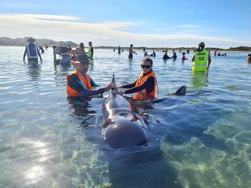 Voluntarios ayudan a rescatar ballenas en Nueva Zelanda