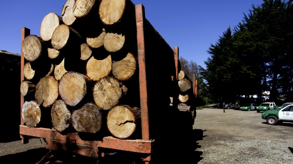 Presidente de la Sofofa descartó que empresas forestales ligadas al gremio compren madera robada en macrozona sur
