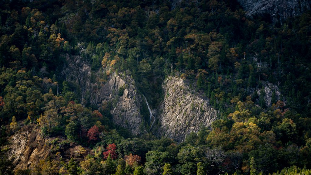 Una cámara que cuenta las hojas de los árboles: la apuesta de Odd Industries y Arauco para revalorizar los bosques nativos