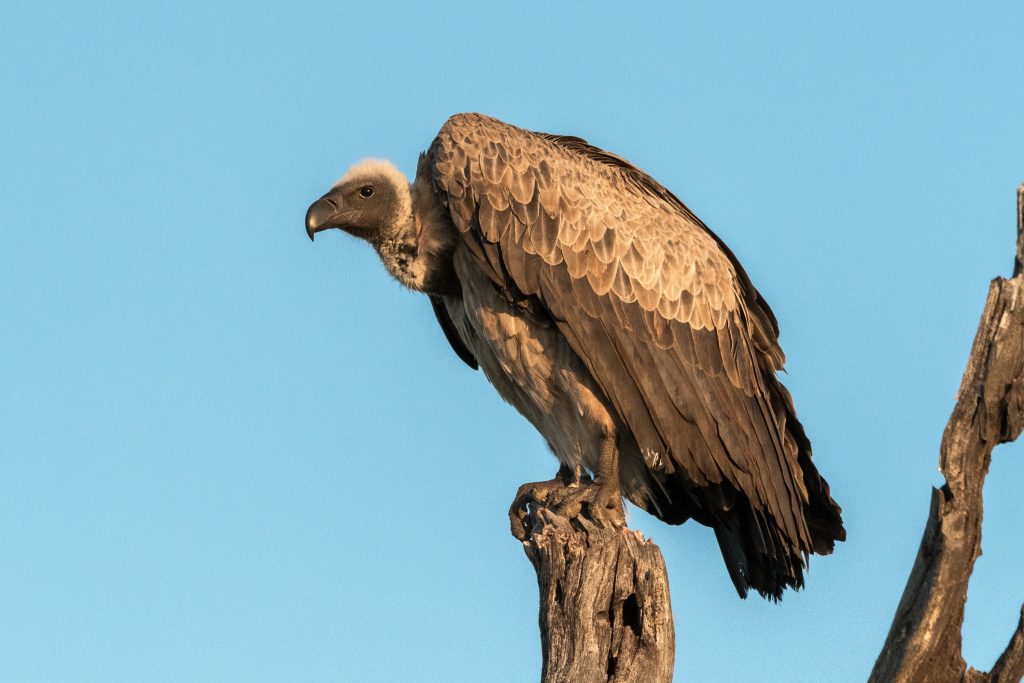 Expertos implantaron prótesis a buitre hembra en Austria: es el primer pájaro biónico del mundo