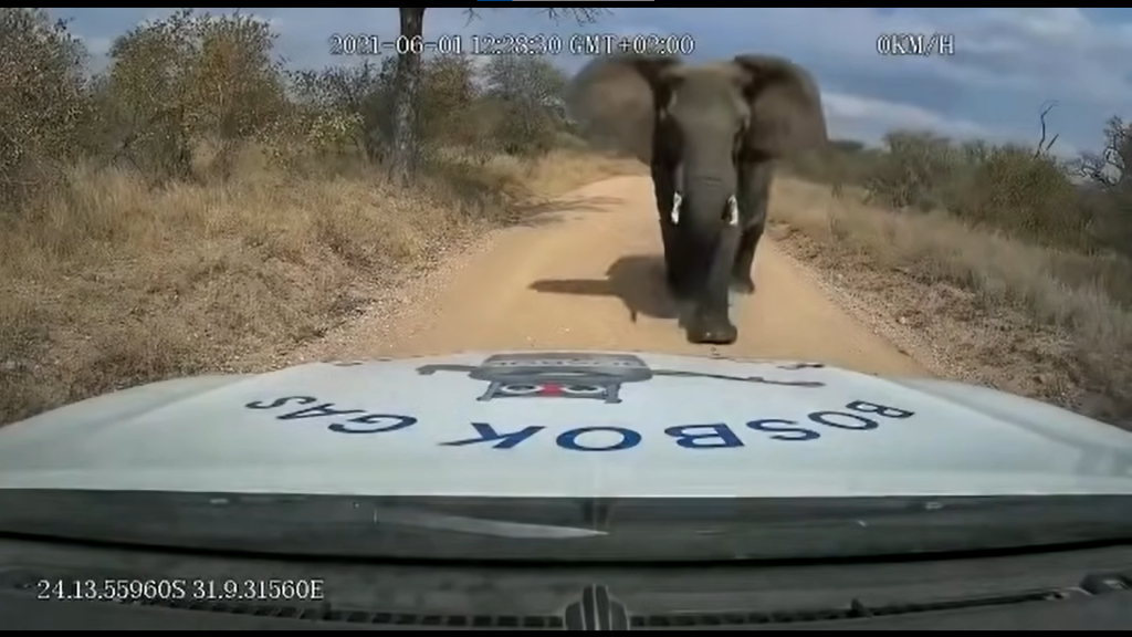 Elefante "atacó" a repartidor de gas en Sudáfrica
