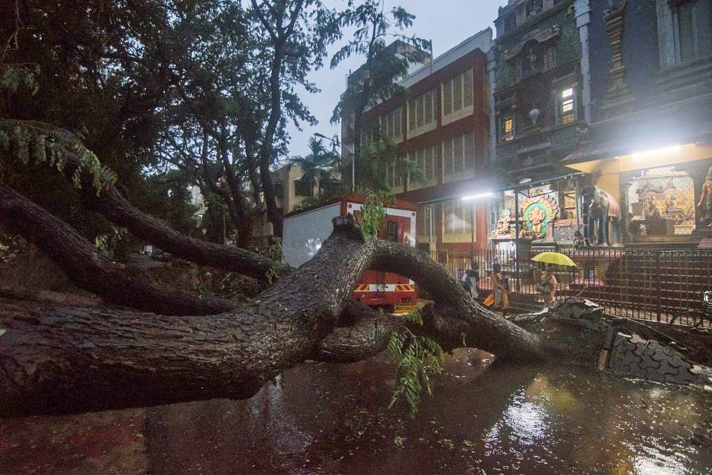 Un árbol colapsó en medio de la calle en Bombay